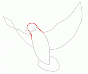 how-to-draw-doves-step-12_1_000000145225_3
