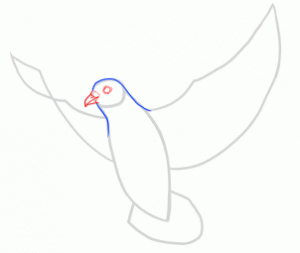 how-to-draw-doves-step-13_1_000000145227_3