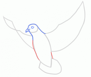 how-to-draw-doves-step-14_1_000000145229_3