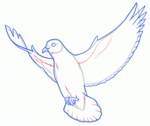 how-to-draw-doves-step-18_1_000000145237_3