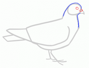 how-to-draw-doves-step-3_1_000000145207_3