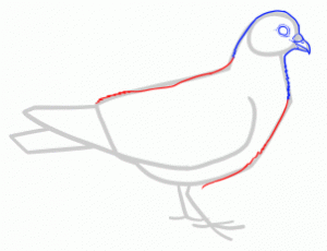 how-to-draw-doves-step-5_1_000000145211_3