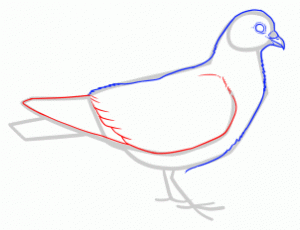 how-to-draw-doves-step-6_1_000000145213_3