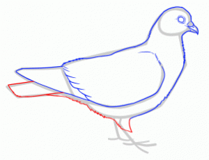 how-to-draw-doves-step-7_1_000000145215_3