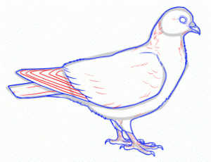 how-to-draw-doves-step-9_1_000000145219_3