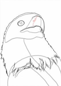 how-to-draw-eagles-draw-bald-eagles-step-10_1_000000112215_3