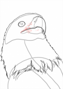 how-to-draw-eagles-draw-bald-eagles-step-11_1_000000112217_3
