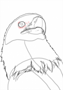 how-to-draw-eagles-draw-bald-eagles-step-12_1_000000112219_3