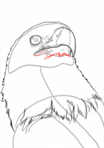 how-to-draw-eagles-draw-bald-eagles-step-13_1_000000112221_3