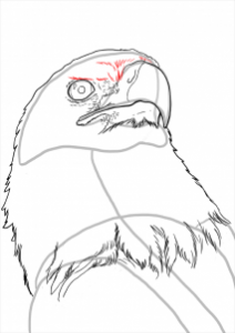 how-to-draw-eagles-draw-bald-eagles-step-14_1_000000112223_3