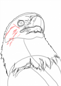 how-to-draw-eagles-draw-bald-eagles-step-15_1_000000112225_3