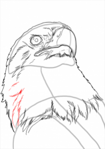 how-to-draw-eagles-draw-bald-eagles-step-16_1_000000112227_3