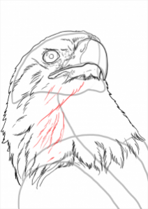 how-to-draw-eagles-draw-bald-eagles-step-17_1_000000112229_3