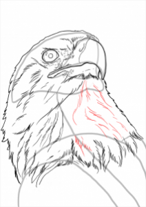 how-to-draw-eagles-draw-bald-eagles-step-18_1_000000112231_3