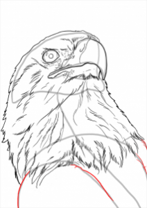 how-to-draw-eagles-draw-bald-eagles-step-19_1_000000112233_3