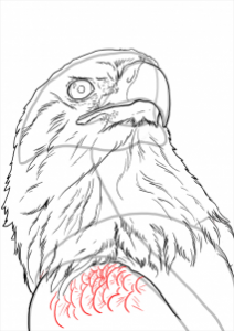 how-to-draw-eagles-draw-bald-eagles-step-20_1_000000112235_3