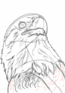 how-to-draw-eagles-draw-bald-eagles-step-21_1_000000112237_3