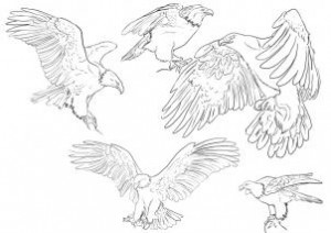 how-to-draw-eagles-draw-bald-eagles-step-4_1_000000112569_3
