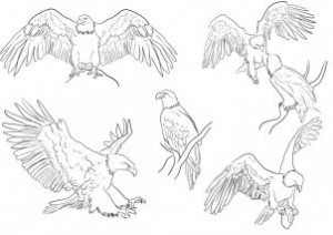 how-to-draw-eagles-draw-bald-eagles-step-5_1_000000112571_3
