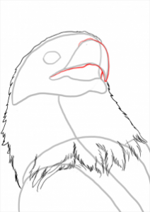 how-to-draw-eagles-draw-bald-eagles-step-8_1_000000112211_3