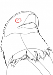 how-to-draw-eagles-draw-bald-eagles-step-9_1_000000112213_3