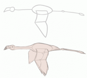 how-to-draw-flamingos-step-1_1_000000128335_3