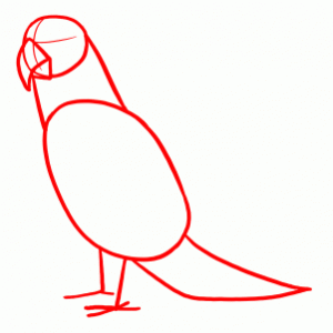 how-to-draw-parrots-draw-macaws-step-4_1_000000128105_3