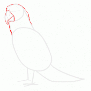 how-to-draw-parrots-draw-macaws-step-5_1_000000128107_3