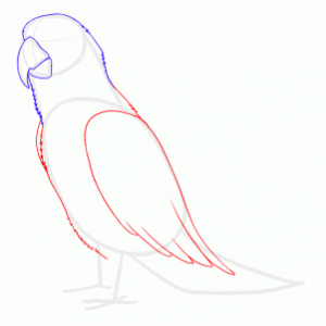 how-to-draw-parrots-draw-macaws-step-6_1_000000128109_3