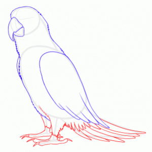 how-to-draw-parrots-draw-macaws-step-7_1_000000128111_3