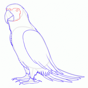 how-to-draw-parrots-draw-macaws-step-8_1_000000128113_3