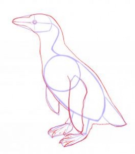how-to-draw-penguins-step-3_1_000000035509_3