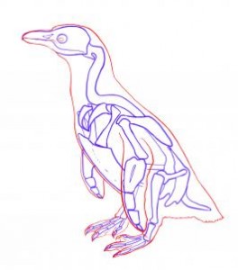 how-to-draw-penguins-step-5_1_000000035513_3