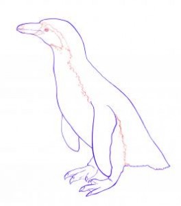 how-to-draw-penguins-step-6_1_000000035515_3