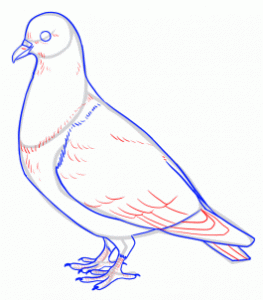 how-to-draw-pigeons-step-10_1_000000141719_3