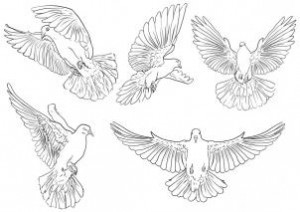 how-to-draw-pigeons-step-3_1_000000112315_3