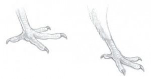 how-to-draw-pigeons-step-3_1_000000141705_3