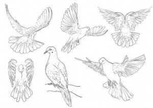 how-to-draw-pigeons-step-4_1_000000112317_3