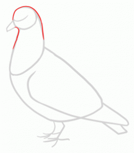 how-to-draw-pigeons-step-5_1_000000141709_3