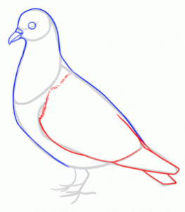 how-to-draw-pigeons-step-8_1_000000141715_3