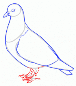 how-to-draw-pigeons-step-9_1_000000141717_3