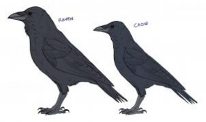 how-to-draw-ravens-step-1_1_000000154173_3