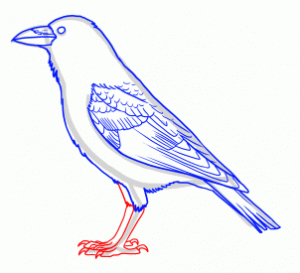 how-to-draw-ravens-step-8_1_000000154180_3