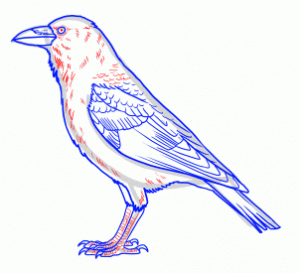 how-to-draw-ravens-step-9_1_000000154181_3