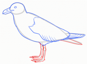 how-to-draw-seagulls-step-10_1_000000144595_3