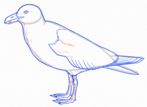 how-to-draw-seagulls-step-11_1_000000144597_3