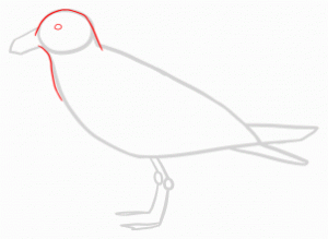 how-to-draw-seagulls-step-5_1_000000144585_3