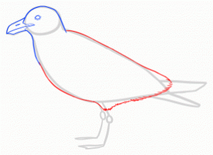 how-to-draw-seagulls-step-8_1_000000144591_3