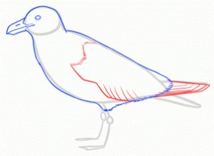 how-to-draw-seagulls-step-9_1_000000144593_3