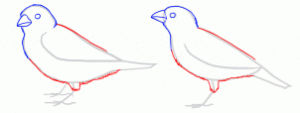 how-to-draw-sparrows-step-5_1_000000154450_3